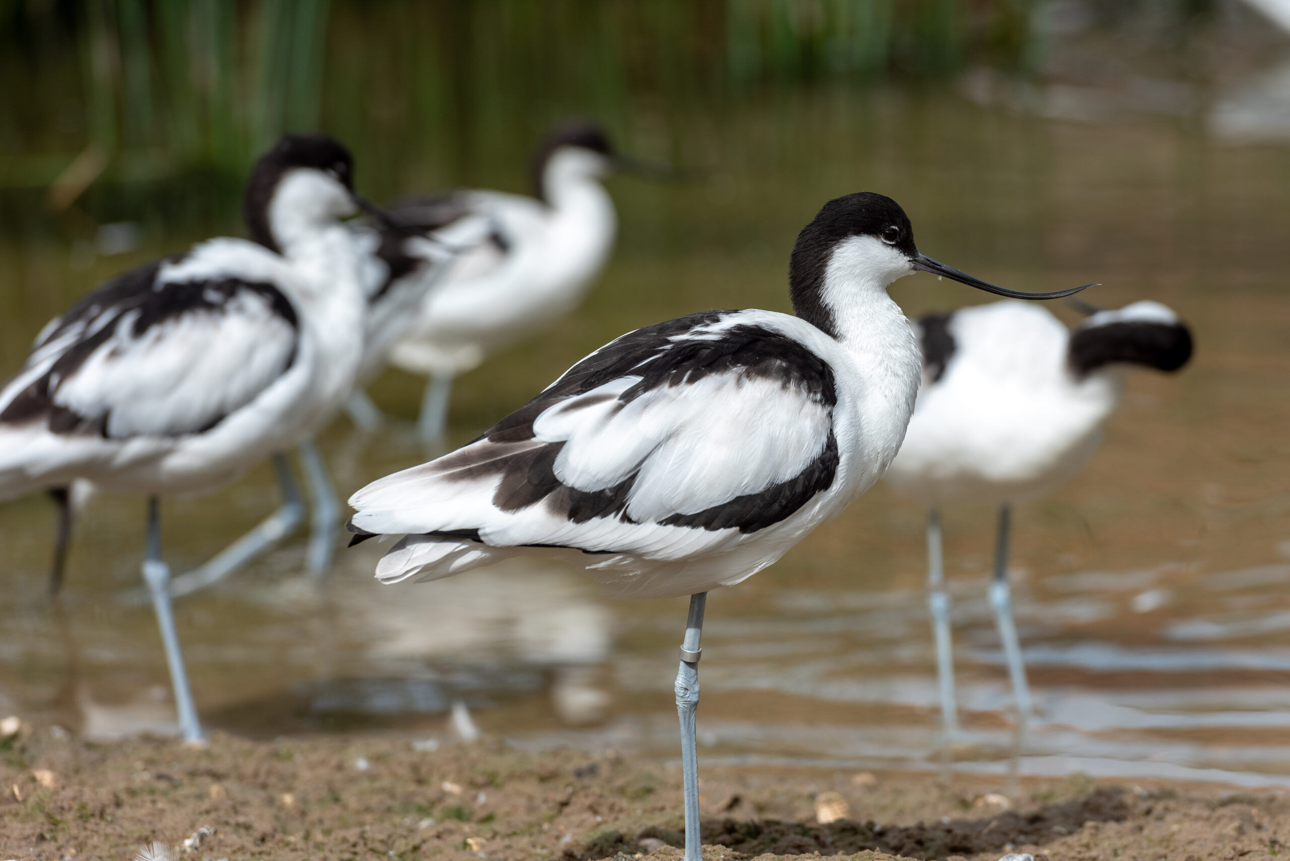 Avocets at Pensthorpe Natural Park. Photo : Steve Adams