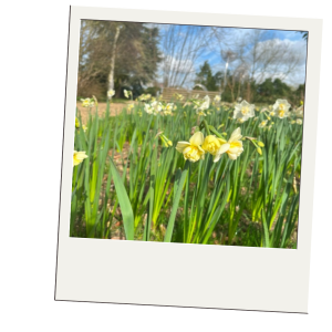 Daffodils at Pensthorpe