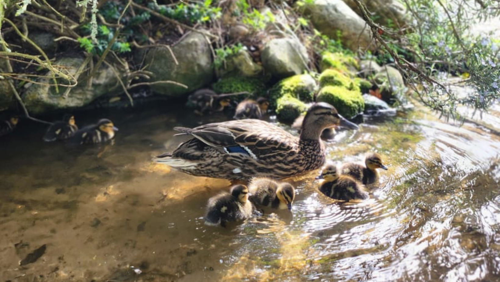 Duckings at Pensthorpe having a paddle
