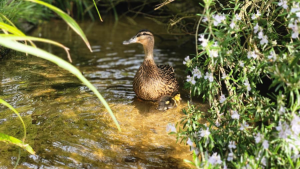 Duckings at Pensthorpe having a paddle