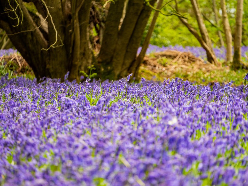 Bluebell Woods at Pensthorpe