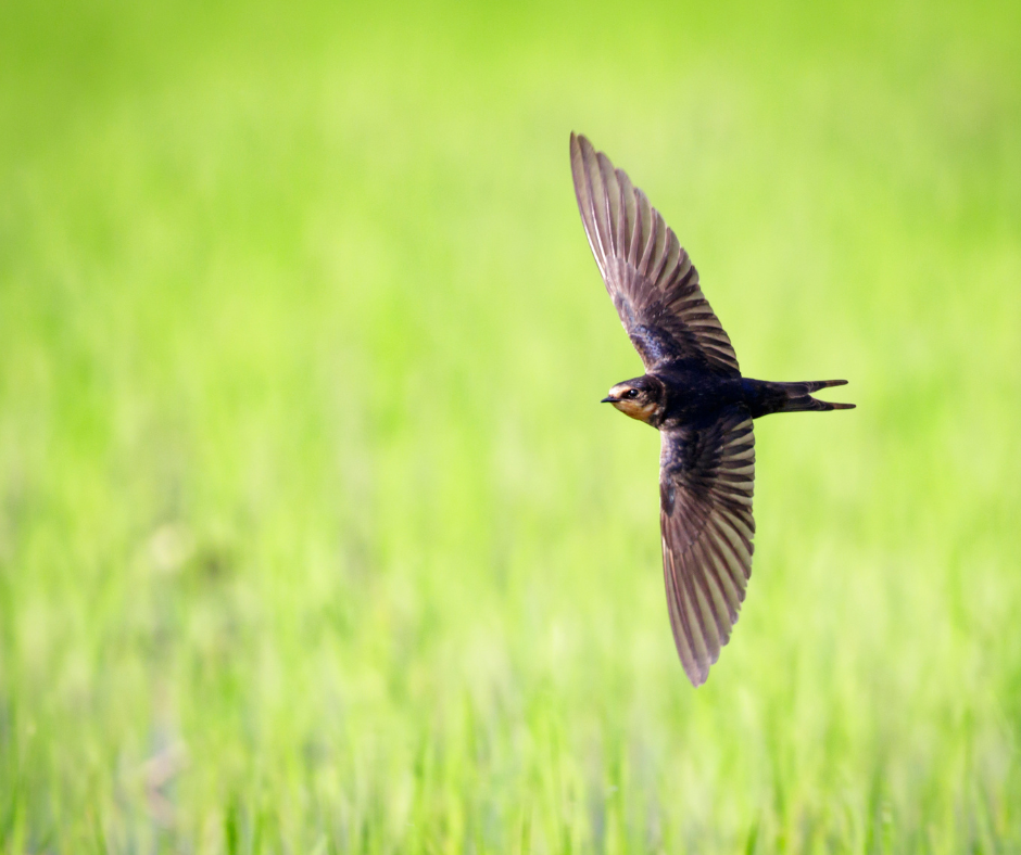 Swallow flying over a field