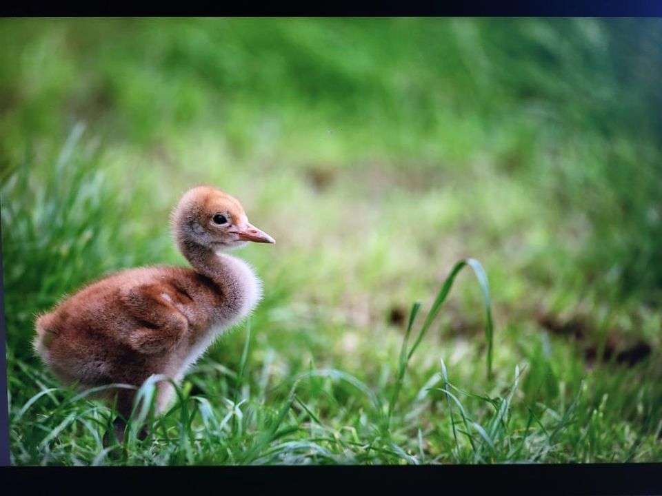 Dennis Junior - Crane chick hatched 2024 at Pensthorpe. Photo Credit - Ben Andrews