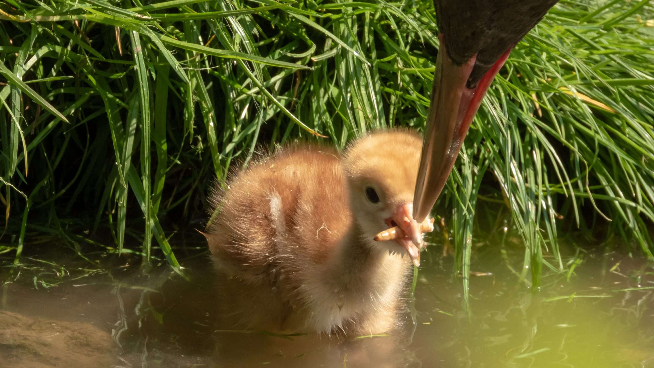 Dennis Junior - Crane chick hatched 2024 at Pensthorpe. Photo Credit - John Walker
