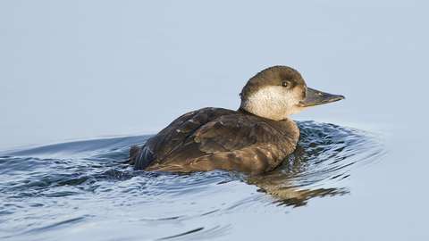 Femal Common Scoter