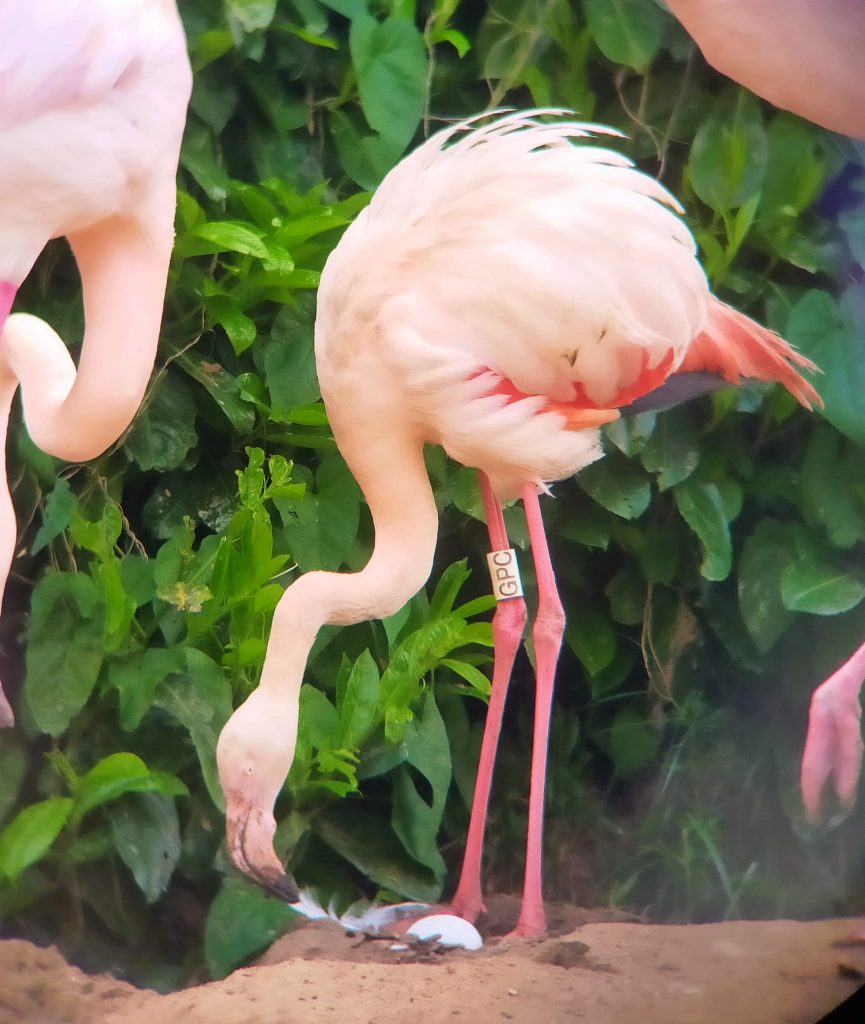 Gertrude - the 70 year old flamingo has become a bit of a celebrity