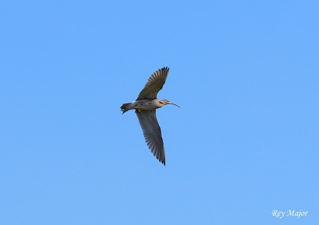The photo included here shows the exact moment when one such lucky Curlew takes its first flight of freedom into the perfect natural habitat of the Sandringham estate.