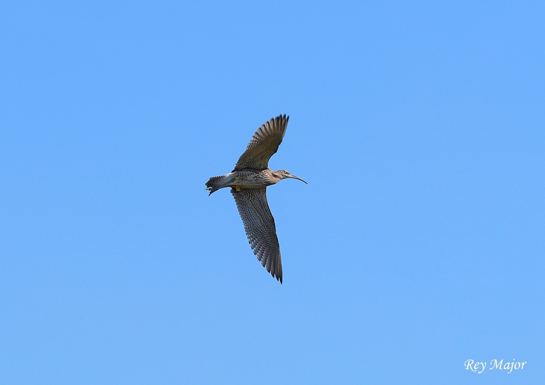 The photo included here shows the exact moment when one such lucky Curlew takes its first flight of freedom into the perfect natural habitat of the Sandringham estate.