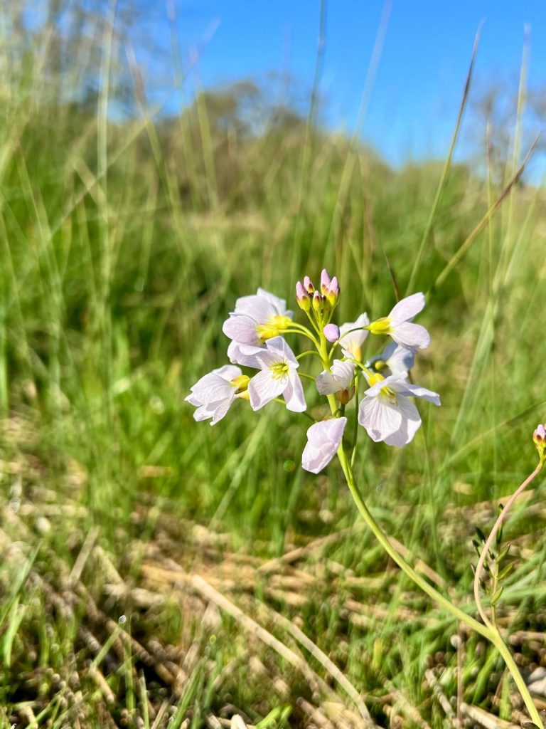 Cuckoo Flower