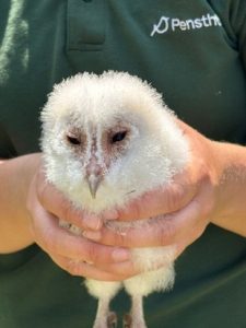 Barn owl baby